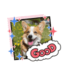 コーギー犬すずちゃん（個別スタンプ：5）