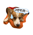 コーギー犬すずちゃん（個別スタンプ：6）