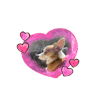 コーギー犬すずちゃん（個別スタンプ：7）