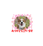 コーギー犬すずちゃん（個別スタンプ：8）
