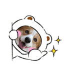 コーギー犬すずちゃん（個別スタンプ：11）