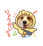 コーギー犬すずちゃん（個別スタンプ：12）