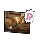 コーギー犬すずちゃん（個別スタンプ：13）