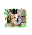 コーギー犬すずちゃん（個別スタンプ：14）