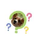 コーギー犬すずちゃん（個別スタンプ：16）