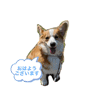 コーギー犬すずちゃん（個別スタンプ：20）