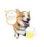 コーギー犬すずちゃん（個別スタンプ：21）