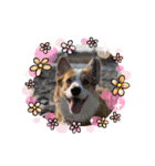 コーギー犬すずちゃん（個別スタンプ：23）