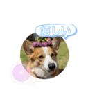コーギー犬すずちゃん（個別スタンプ：24）