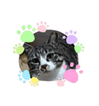 我が家の猫さくら（個別スタンプ：1）