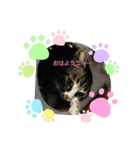 我が家の猫さくら（個別スタンプ：3）