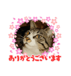 我が家の猫さくら（個別スタンプ：5）