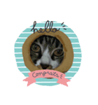 我が家の猫さくら（個別スタンプ：6）
