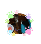 我が家の猫さくら（個別スタンプ：7）
