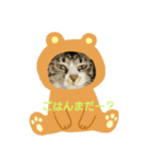 我が家の猫さくら（個別スタンプ：8）