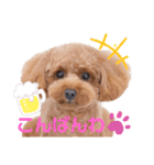 トイプー結愛の夜（個別スタンプ：1）