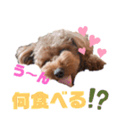 トイプー結愛の夜（個別スタンプ：2）