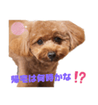 トイプー結愛の夜（個別スタンプ：3）