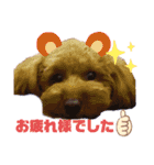 トイプー結愛の夜（個別スタンプ：6）