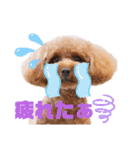 トイプー結愛の夜（個別スタンプ：7）