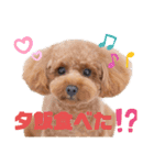 トイプー結愛の夜（個別スタンプ：11）