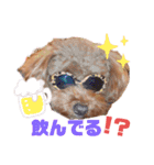 トイプー結愛の夜（個別スタンプ：12）