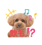トイプー結愛の夜（個別スタンプ：13）