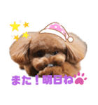 トイプー結愛の夜（個別スタンプ：14）