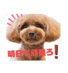 トイプー結愛の夜（個別スタンプ：15）