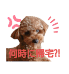 トイプー結愛の夜（個別スタンプ：17）