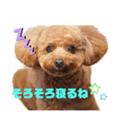 トイプー結愛の夜（個別スタンプ：19）