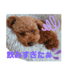 トイプー結愛の夜（個別スタンプ：20）