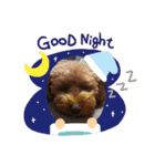 トイプー結愛の夜（個別スタンプ：21）