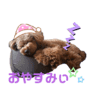 トイプー結愛の夜（個別スタンプ：23）