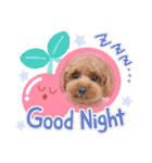 トイプー結愛の夜（個別スタンプ：24）