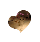 ハジ＆キリ猫の日常（個別スタンプ：1）