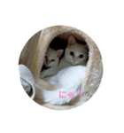 ハジ＆キリ猫の日常（個別スタンプ：2）