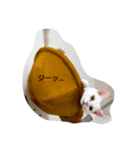 ハジ＆キリ猫の日常（個別スタンプ：6）