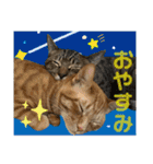 Johnny ＆ Chocola ❻（個別スタンプ：8）