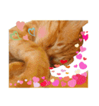 Johnny ＆ Chocola ❻（個別スタンプ：9）
