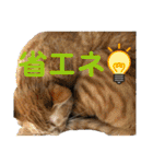 Johnny ＆ Chocola ❻（個別スタンプ：19）