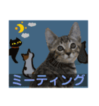 Johnny ＆ Chocola ❻（個別スタンプ：22）