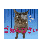 Johnny ＆ Chocola ❻（個別スタンプ：24）