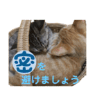 Johnny ＆ Chocola ❻（個別スタンプ：28）