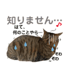 Johnny ＆ Chocola ❻（個別スタンプ：32）
