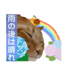 Johnny ＆ Chocola ❻（個別スタンプ：38）