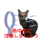 Johnny ＆ Chocola ❻（個別スタンプ：40）