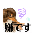 僕、ミニチュアダックスフンド（個別スタンプ：3）