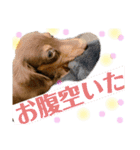 僕、ミニチュアダックスフンド（個別スタンプ：5）