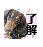 僕、ミニチュアダックスフンド（個別スタンプ：6）